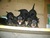 Offspring A